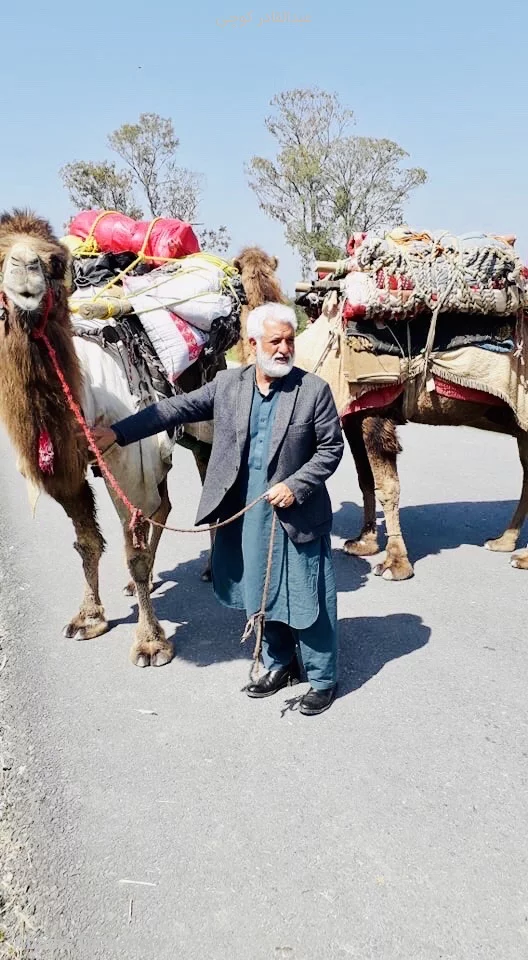 عبدالقادر کوچی